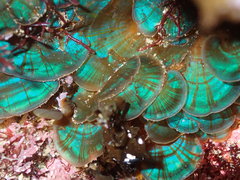 Distromium flabellatum