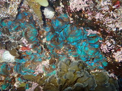 Distromium flabellatum