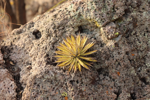Image of Thread-Leaf Agave (Agave schidigera) by (c) alejandrozab, some rights reserved (CC BY)