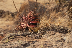 Jalisco bromeliad (Hechtia jaliscana)