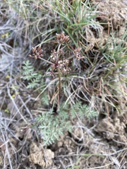 Lomatium canbyi