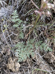 Lomatium canbyi