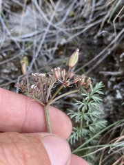 Lomatium canbyi