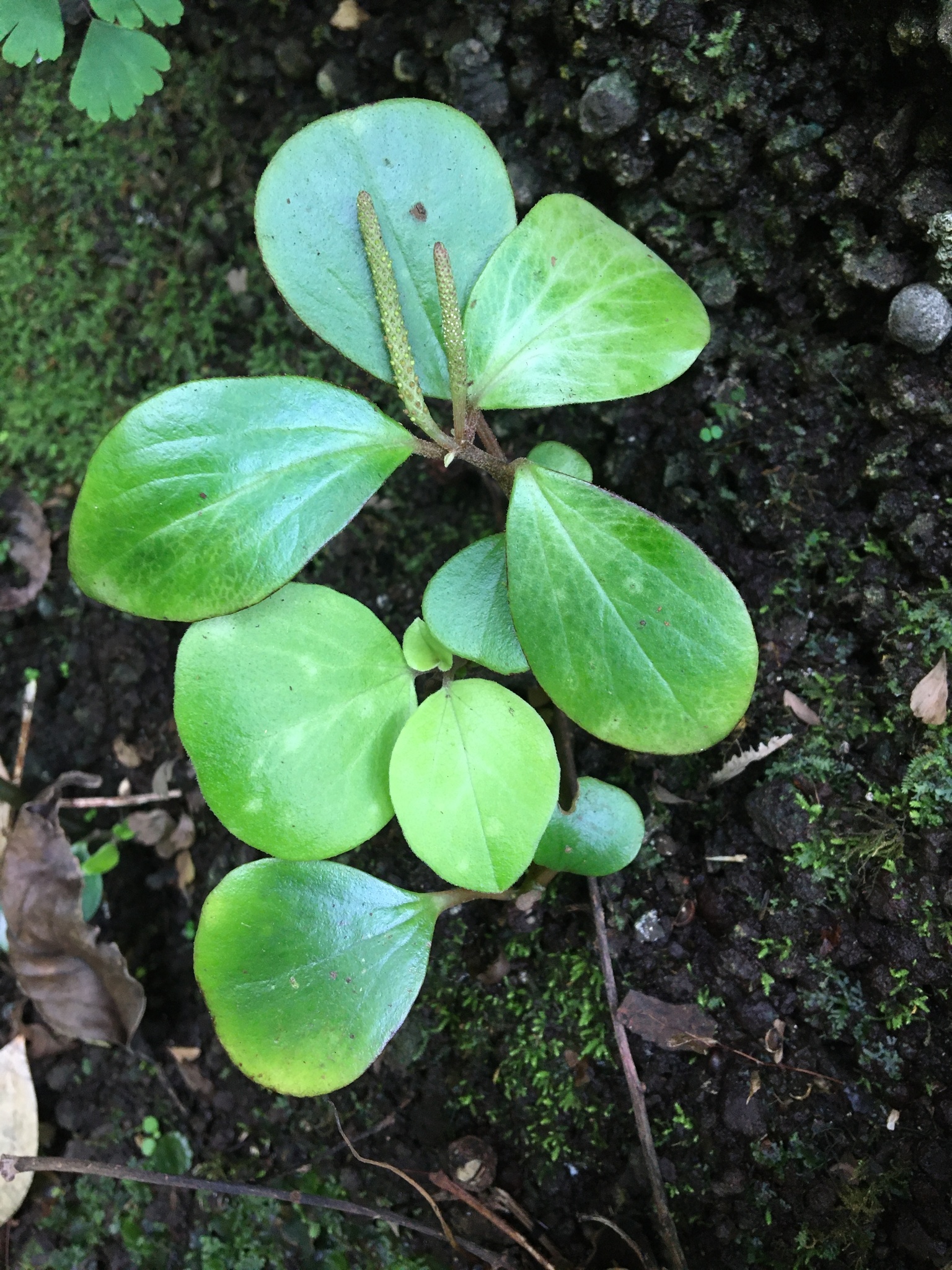 Peperomia latifolia