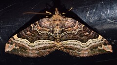 Chrysolarentia lucidulata
