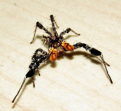 Portia schultzi