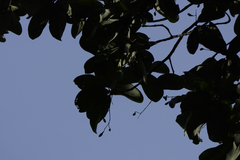 Alseodaphne semecarpifolia