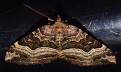 Chrysolarentia lucidulata