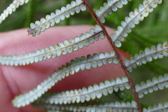 Gleichenia inclusisora