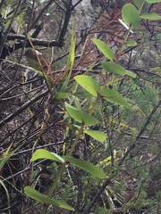 Gaultheria oppositifolia