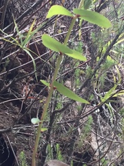 Gaultheria oppositifolia