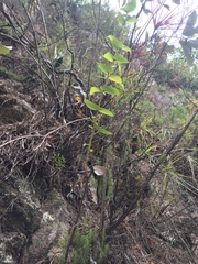 Gaultheria oppositifolia