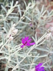 Oocephala staehelinoides