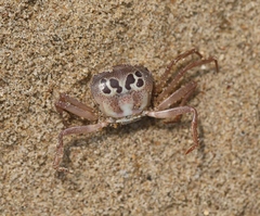 Eucrate indica