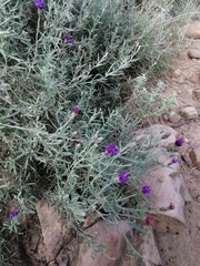 Oocephala staehelinoides