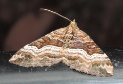 Chrysolarentia lucidulata