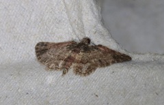 Axinoptera orphnobathra