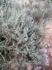 Oocephala staehelinoides