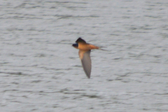 Hirundo rustica
