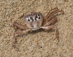 Eucrate indica
