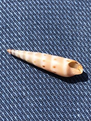 Terebridae