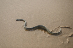 Hydrophis schistosus
