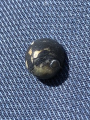 Nerita japonica