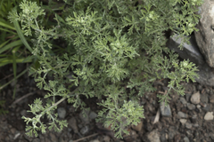Artemisia lehmanniana