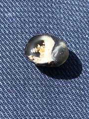 Nerita japonica
