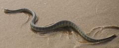 Hydrophis schistosus