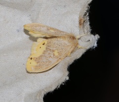 Euproctis quadrangularis