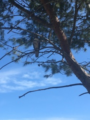 Buteo jamaicensis