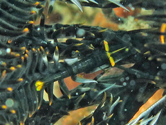 Laomenes amboinensis