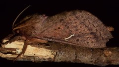Oxycanus sirpus