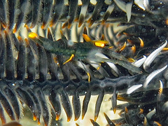 Laomenes amboinensis