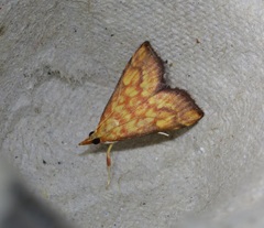Pyrausta ignealis