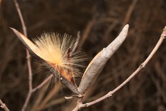 Mandevilla lanuginosa