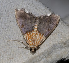Agrotera