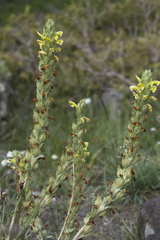 Pedicularis talassica