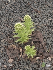 Petasites japonicus
