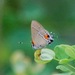 Angerona Hairstreak - Photo (c) Hans Holbrook, some rights reserved (CC BY-NC), uploaded by Hans Holbrook