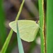 Caribbean Cloudless Sulphur - Photo (c) Hans Holbrook, some rights reserved (CC BY-NC), uploaded by Hans Holbrook