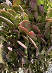 Kleinia petraea