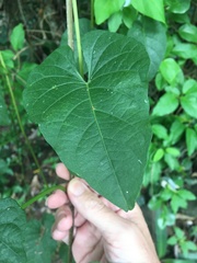 Ipomoea violacea