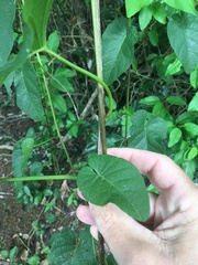 Ipomoea violacea