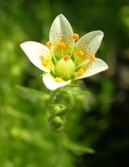 Saxifraga aspera