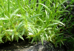 Saxifraga aspera