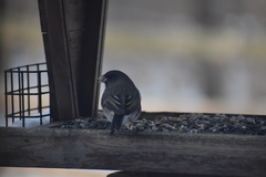 Junco hyemalis