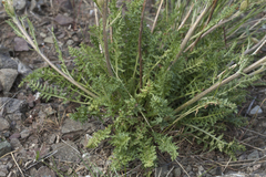 Pedicularis talassica