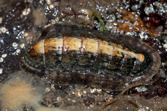 Image of Ischnochiton elongatus